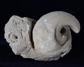 Sonstige - Muscheln - Eodiceras bavaricum (ZITTEL)